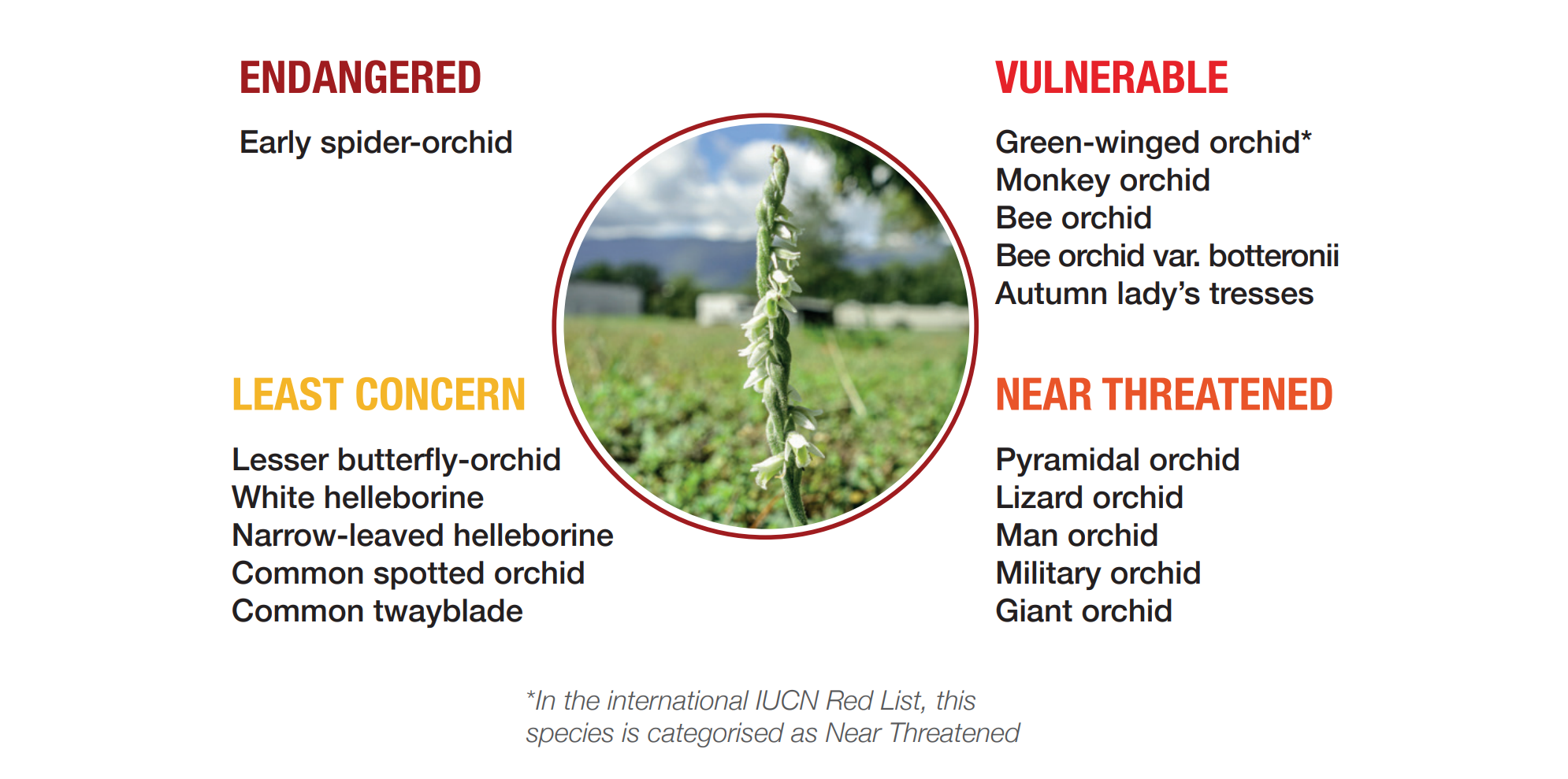 Orchids at CERN