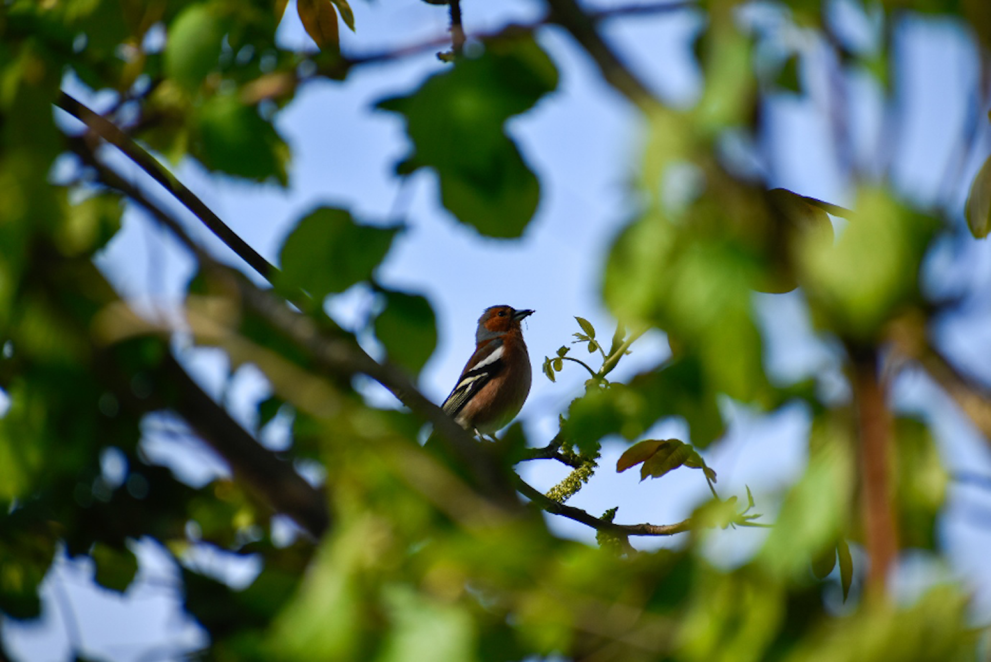 chaffinch (pinson des arbres)