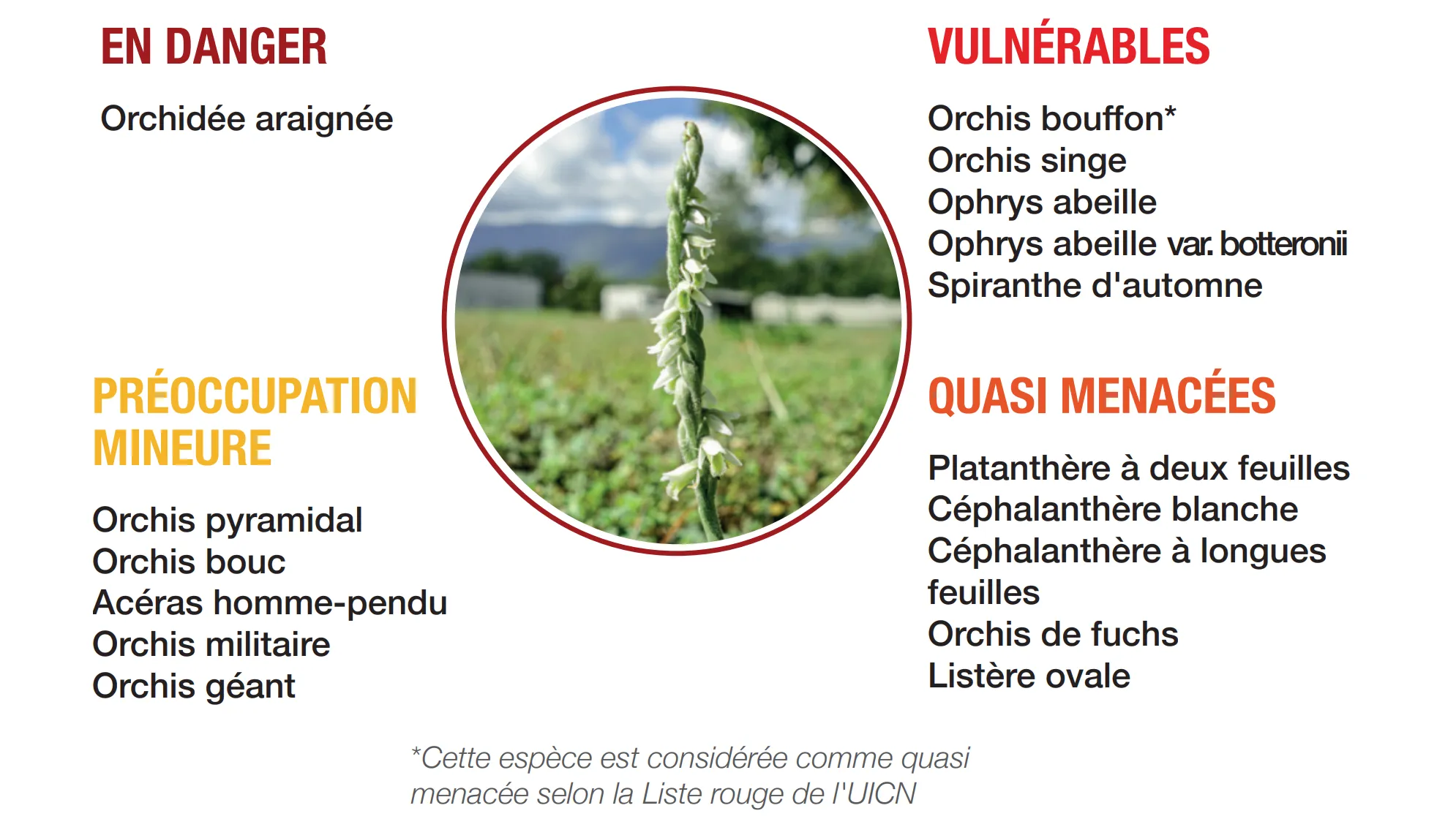 Orchids at CERN