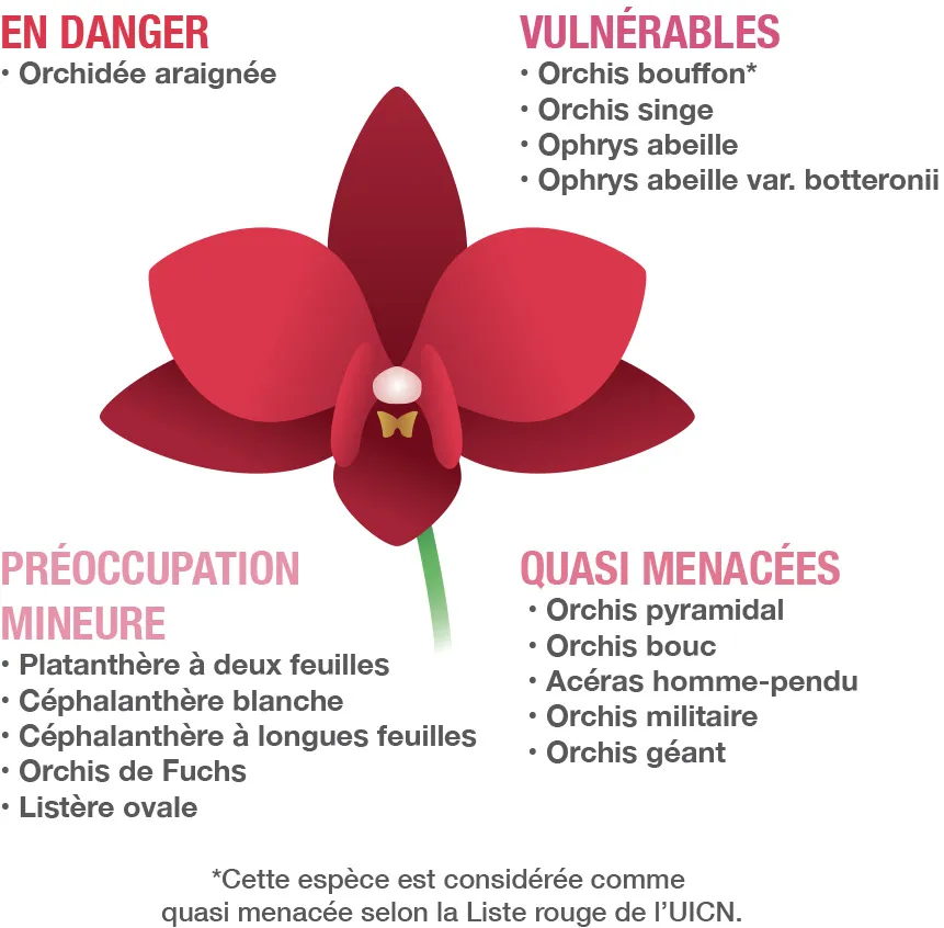 Orchids at CERN