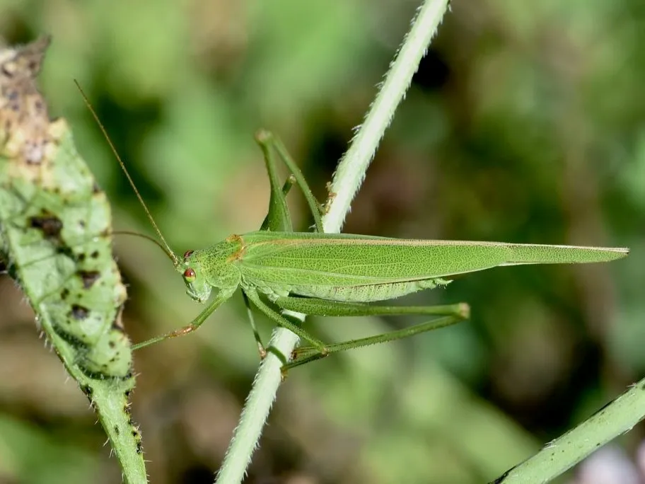 Phaneroptera falcata